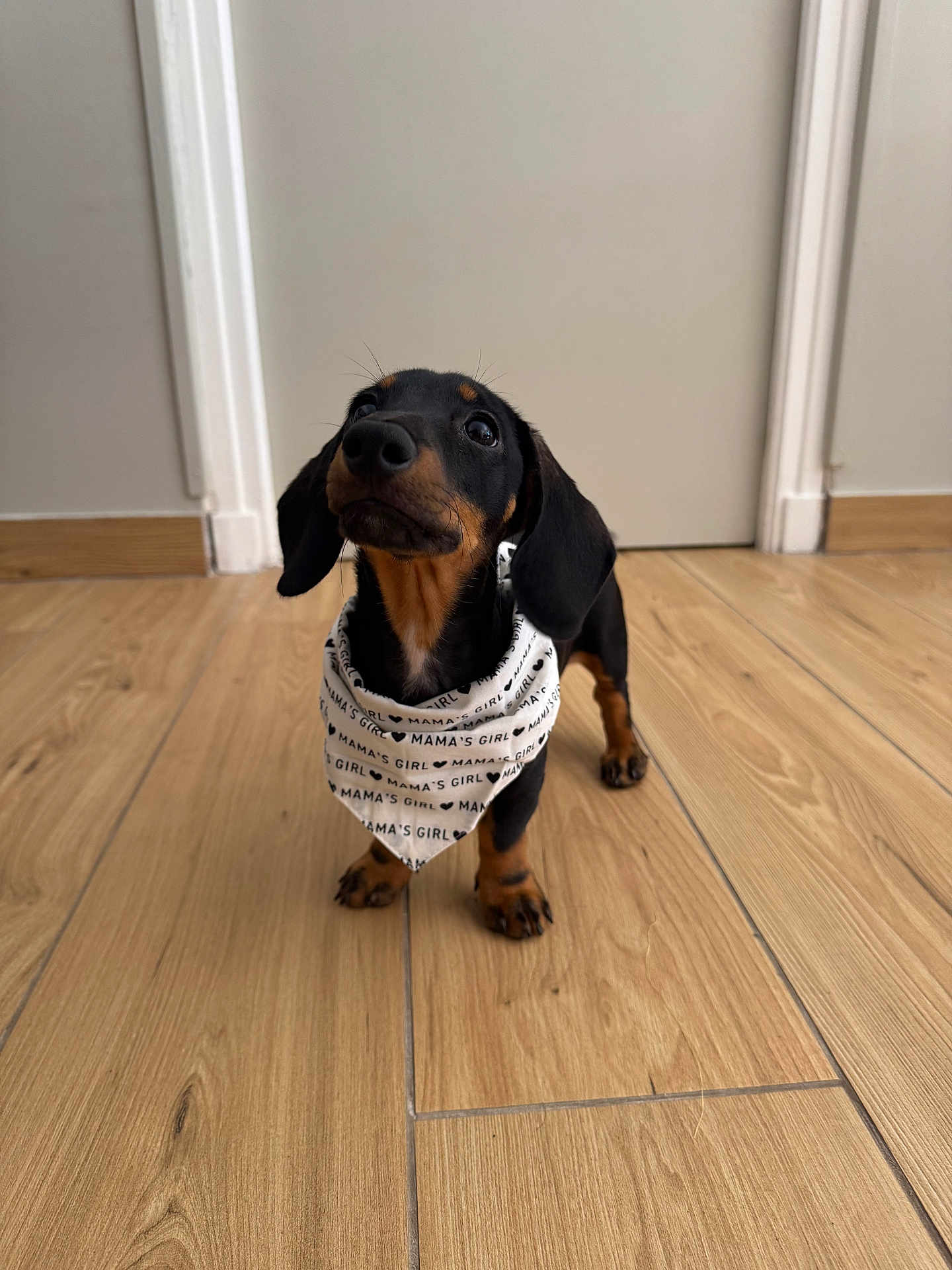 Mocha participe au concours pour gagner de l'argent avec cette photo : dog, puppy, dachshund, bandana, pet, indoor, wooden_floor, cute, small_dog, black_and_tan, canine, young_dog, looking_up, adorable, domestic_animal, floor, pet_accessory, animal, companion, playful