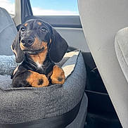 Mocha participe au concours pour gagner de l'argent avec cette photo : dog, puppy, dachshund, pet_bed, car_interior, seatbelt, window, blue_sky, sunlight, gray_fabric, cute, young_animal, black_and_tan, animal_portrait, domestic_animal, relaxed, indoor, transportation, travel, cozy