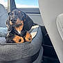 dog, puppy, dachshund, pet_bed, car_interior, seatbelt, window, blue_sky, sunlight, gray_fabric, cute, young_animal, black_and_tan, animal_portrait, domestic_animal, relaxed, indoor, transportation, travel, cozy