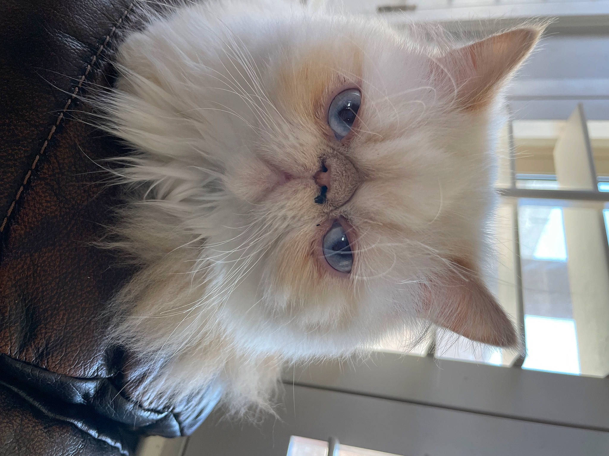 Jake is registered to the contest to win money with this photo: balinese, british_longhair, carnivore, cat, claw, fawn, felidae, fur, paw, persian, ragdoll, small_to_medium_sized_cats, whiskers