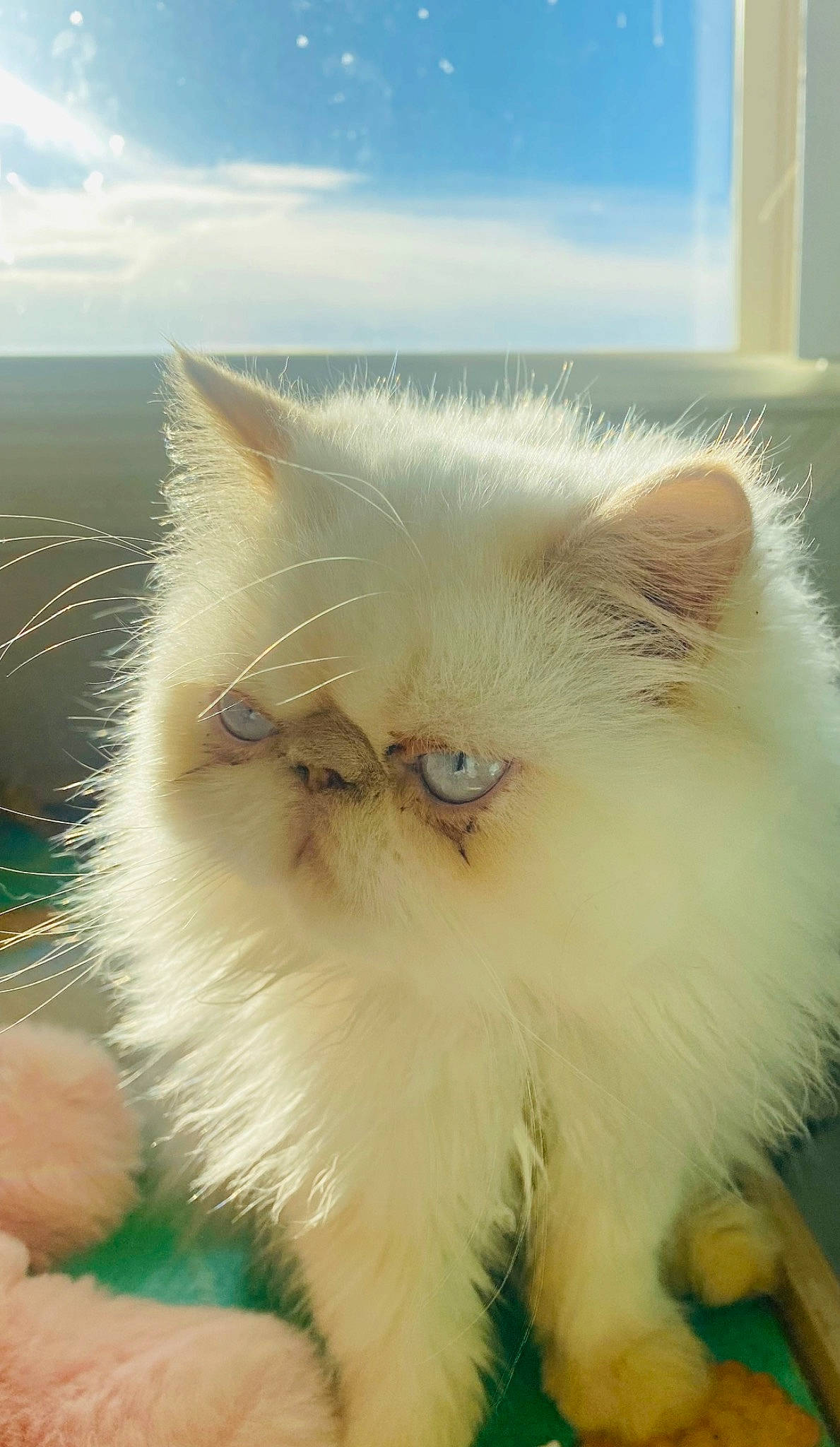 Jake is registered to the contest to win money with this photo: british_longhair, carnivore, cat, cloud, fawn, felidae, fur, persian, sky, small_to_medium_sized_cats, snout, whiskers