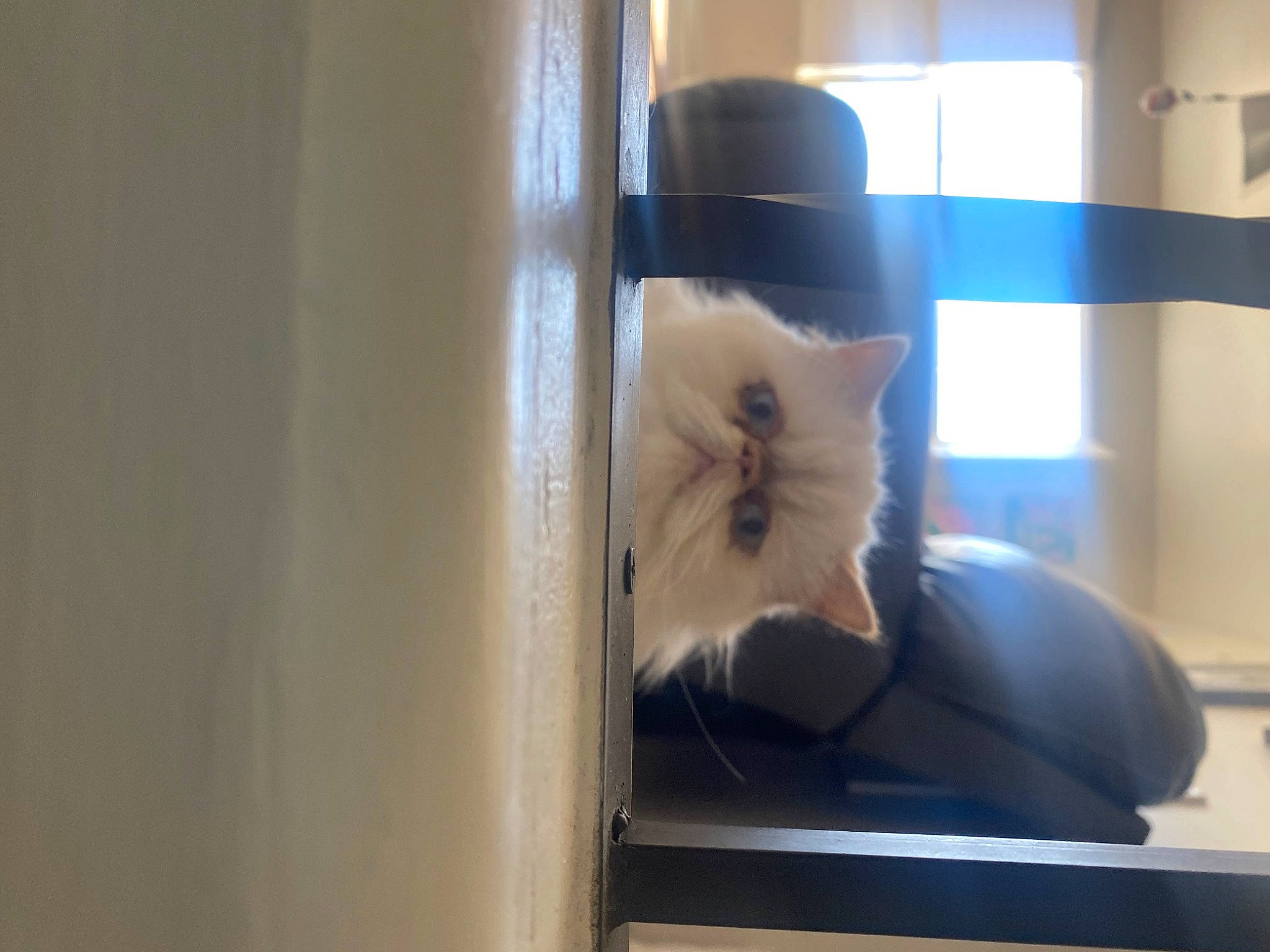 Jake is registered to the contest to win money with this photo: carnivore, cat, cat_supply, comfort, companion_dog, domestic_short_haired_cat, felidae, flooring, fur, glass, pet_supply, room, small_to_medium_sized_cats, tail, whiskers, window, window_covering, window_treatment, wood