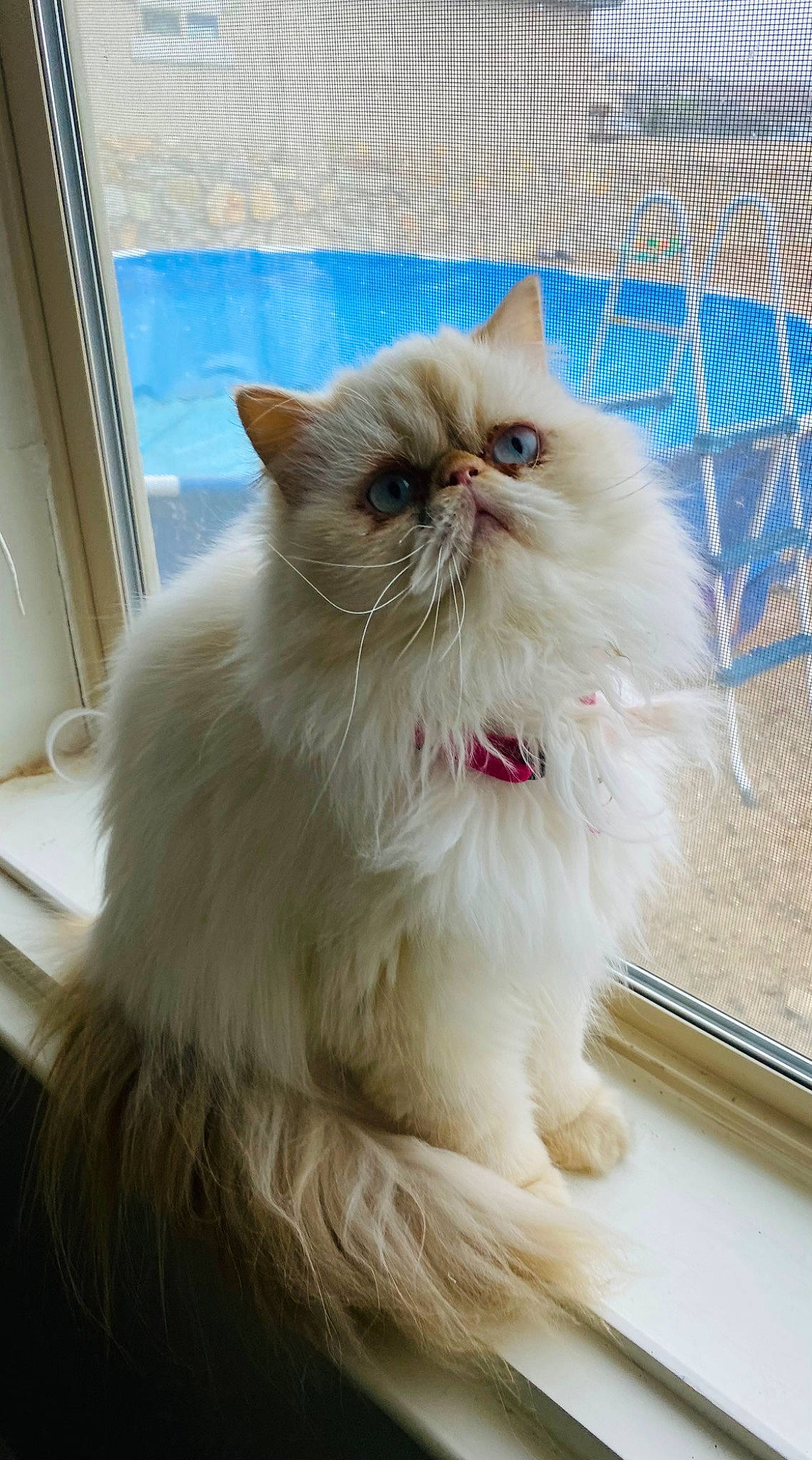 Abby is registered to the contest to win money with this photo: british_longhair, carnivore, cat, fawn, felidae, fur, mesh, persian, ragdoll, small_to_medium_sized_cats, snout, terrestrial_animal, whiskers