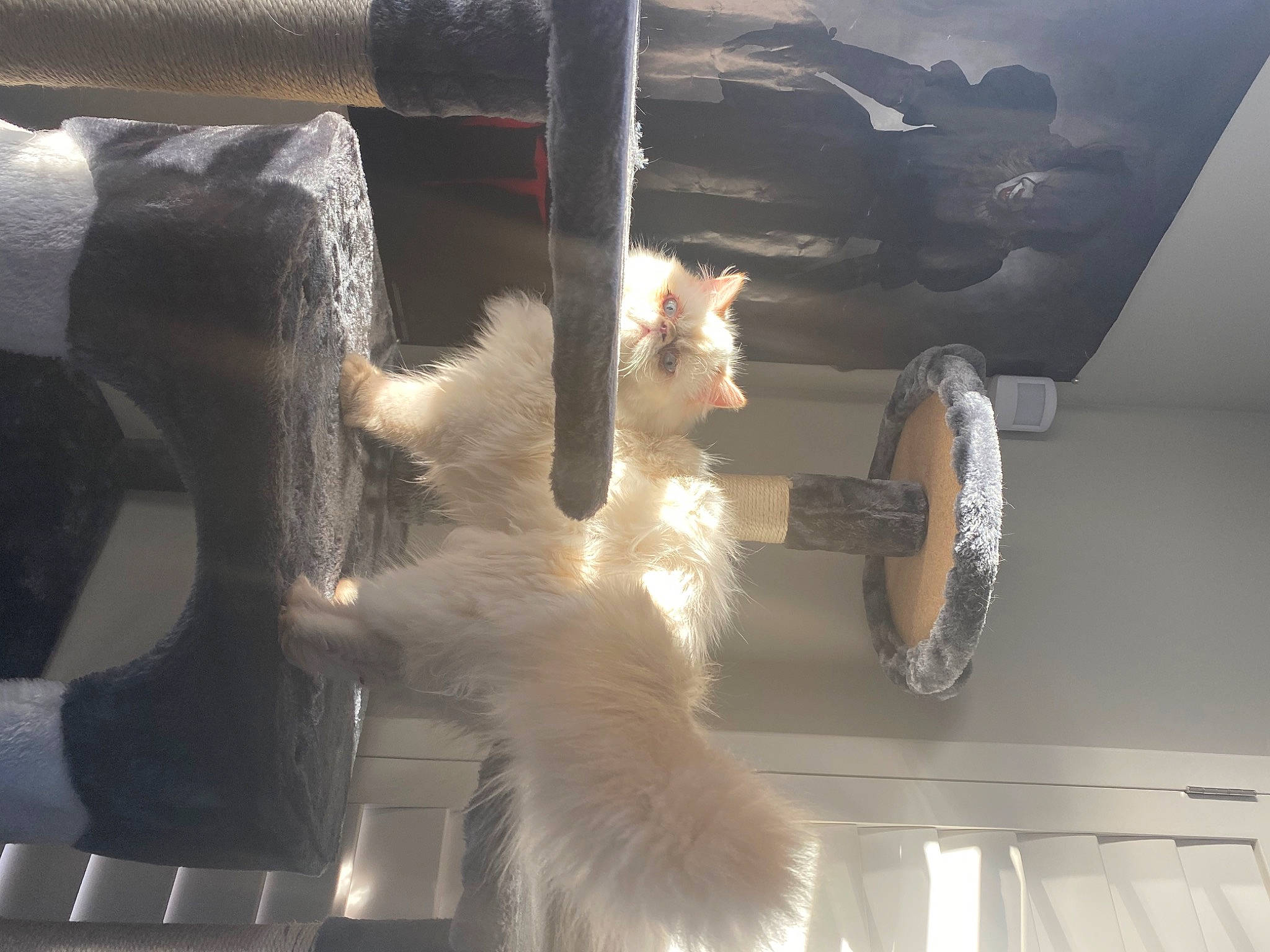 Abby joined the competition — help win amazing prizes! automotive_exterior, automotive_lighting, automotive_tire, carnivore, cat, felidae, fender, fur, glass, hood, mammal, metal, small_to_medium_sized_cats, tail, tints_and_shades, tire, vehicle_door, whiskers, window, windshield