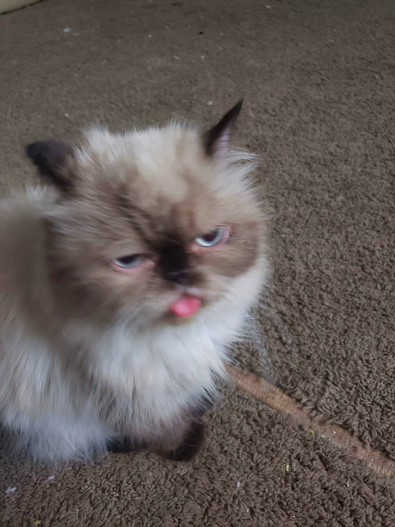 Dylan is registered to the contest to win money with this photo: balinese, british_longhair, carnivore, cat, claw, fawn, felidae, flooring, fur, paw, persian, ragdoll, small_to_medium_sized_cats, snout, soil, surprised, tail, terrestrial_animal, whiskers, working_animal