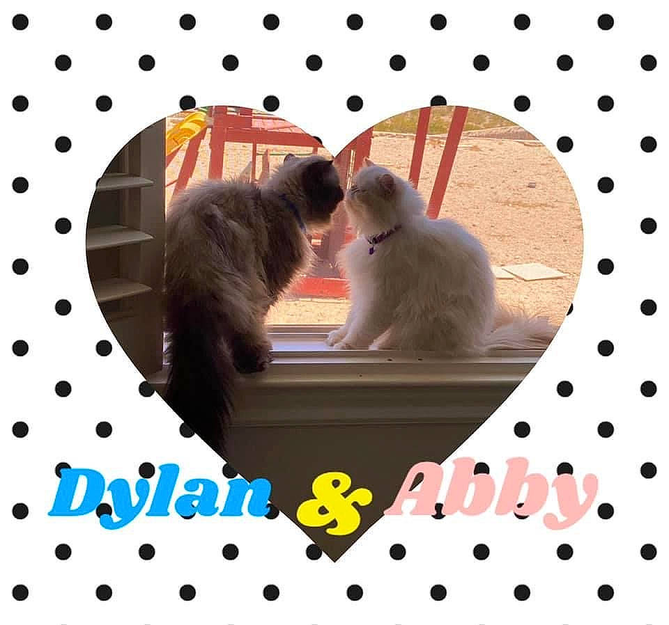 Dylan is registered to the contest to win money with this photo: carnivore, cat, circle, dishware, fawn, felidae, font, fur, graphics, illustration, line, pattern, paw, photo_caption, plate, rectangle, serveware, small_to_medium_sized_cats, tail, whiskers