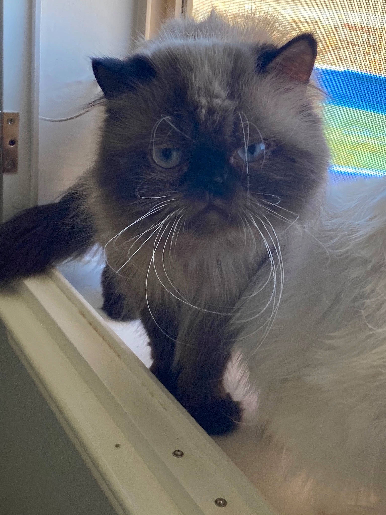 Dylan is registered to the contest to win money with this photo: birman, box, carnivore, cat, domestic_short_haired_cat, fawn, felidae, flooring, fur, hardwood, small_to_medium_sized_cats, snout, tail, terrestrial_animal, vertebrate, whiskers