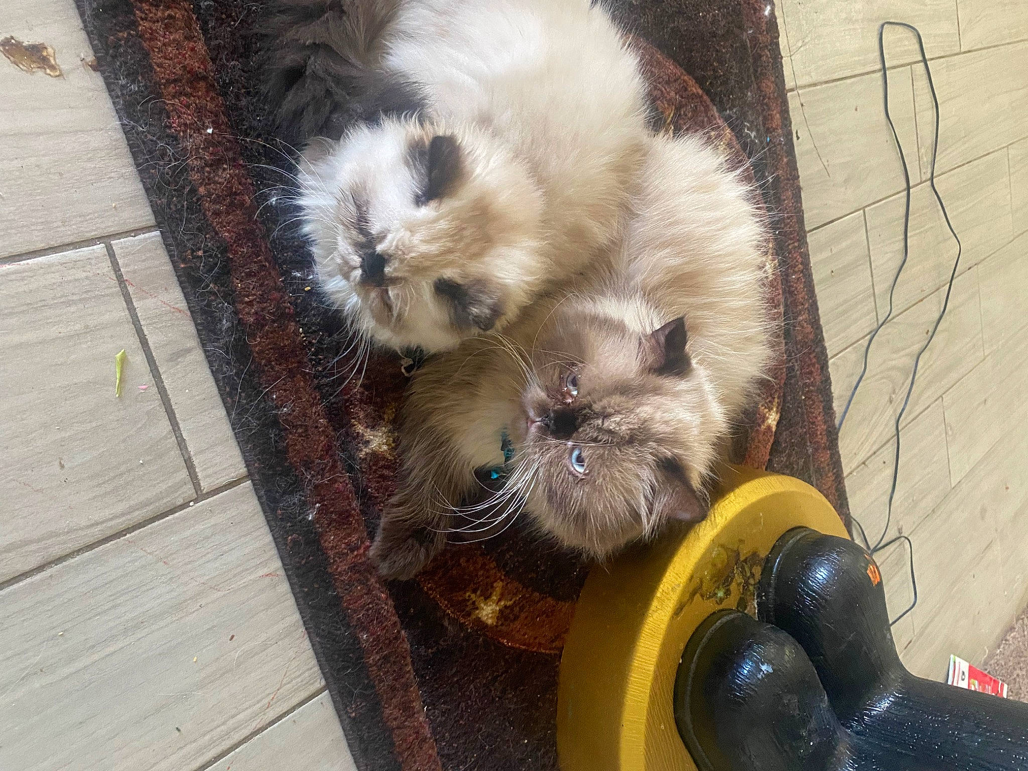 Dylan joined the competition — help win amazing prizes! birman, canidae, carnivore, cat, claw, companion_dog, dog_breed, fawn, felidae, flooring, fur, mustelidae, paw, siamese, small_to_medium_sized_cats, snout, tail, terrestrial_animal, whiskers, wood