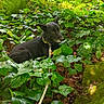 animal, black_dog, calm, canine, daylight, dog, foliage, forest, greenery, leaves, moss, nature, outdoor, pet, plants, resting, rope, shade, wild, woods