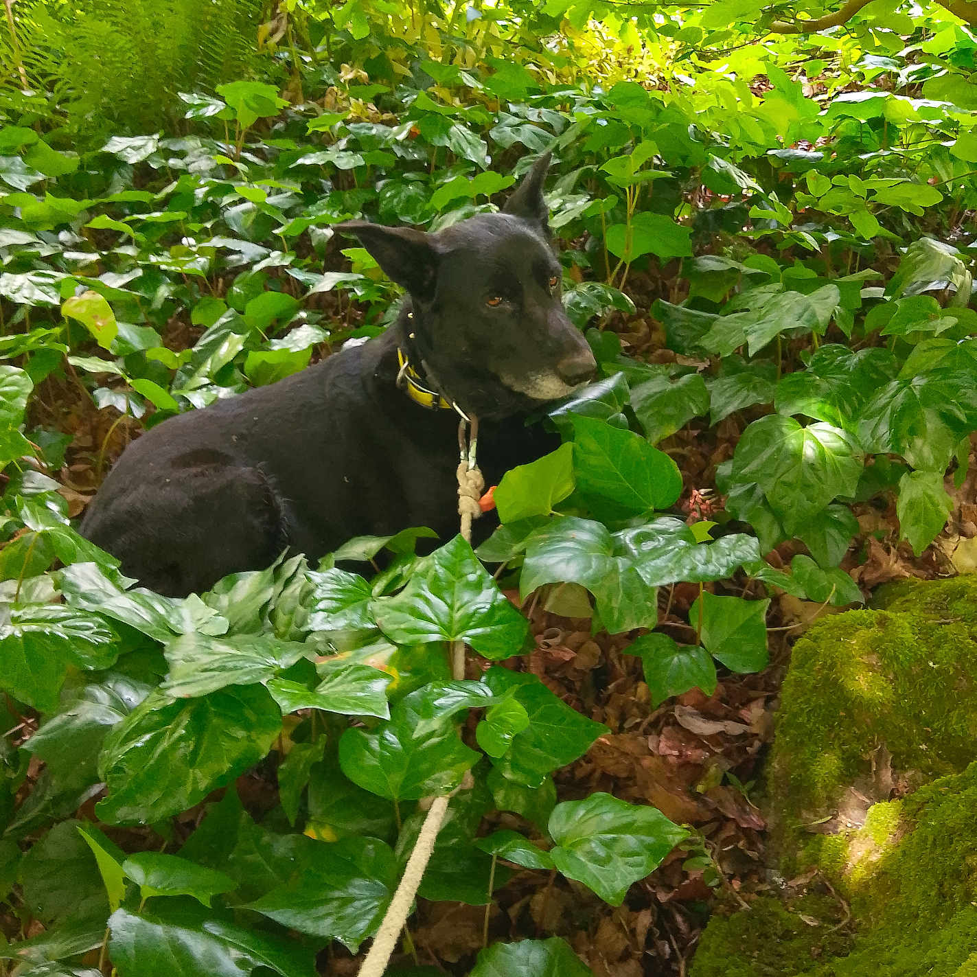 Nikita a rejoint le concours — aidez-le/la à gagner de superbes lots ! animal, black_dog, calm, canine, daylight, dog, foliage, forest, greenery, leaves, moss, nature, outdoor, pet, plants, resting, rope, shade, wild, woods