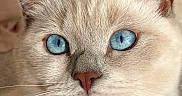 Bounty a rejoint le concours — aidez-le/la à gagner de superbes lots ! cat, close_up, portrait, fluffy, cream_fur, blue_eyes, whiskers, ears, feline, pet, animal, face, muzzle, nose, indoor, soft_lighting, detailed_fur, symmetrical, staring, photography