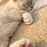 Bounty a rejoint le concours — aidez-le/la à gagner de superbes lots ! cat, kitten, sleeping, napping, fluffy, cream_colored, white_fur, pink_paw_pads, paws, whiskers, closed_eyes, relaxed, cozy, blanket, carpet, indoors, pet, cute, close_up, warm_lighting