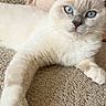 Bounty participe au concours pour gagner de l'argent avec cette photo : cat, kitten, fluffy, blue_eyes, white_fur, gray_markings, pet, animal, portrait, closeup, lying_down, relaxed, carpet, floor, cushion, indoors, home, whiskers, paws, cute