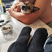 Kayo participe au concours pour gagner de l'argent avec cette photo : man, dog, glasses, table, laptop, ashtray, bottle, black_socks, shirtless, indoor, hugging, pet, closeup, face, arm, wooden_chair, expression, furniture, home, relaxation