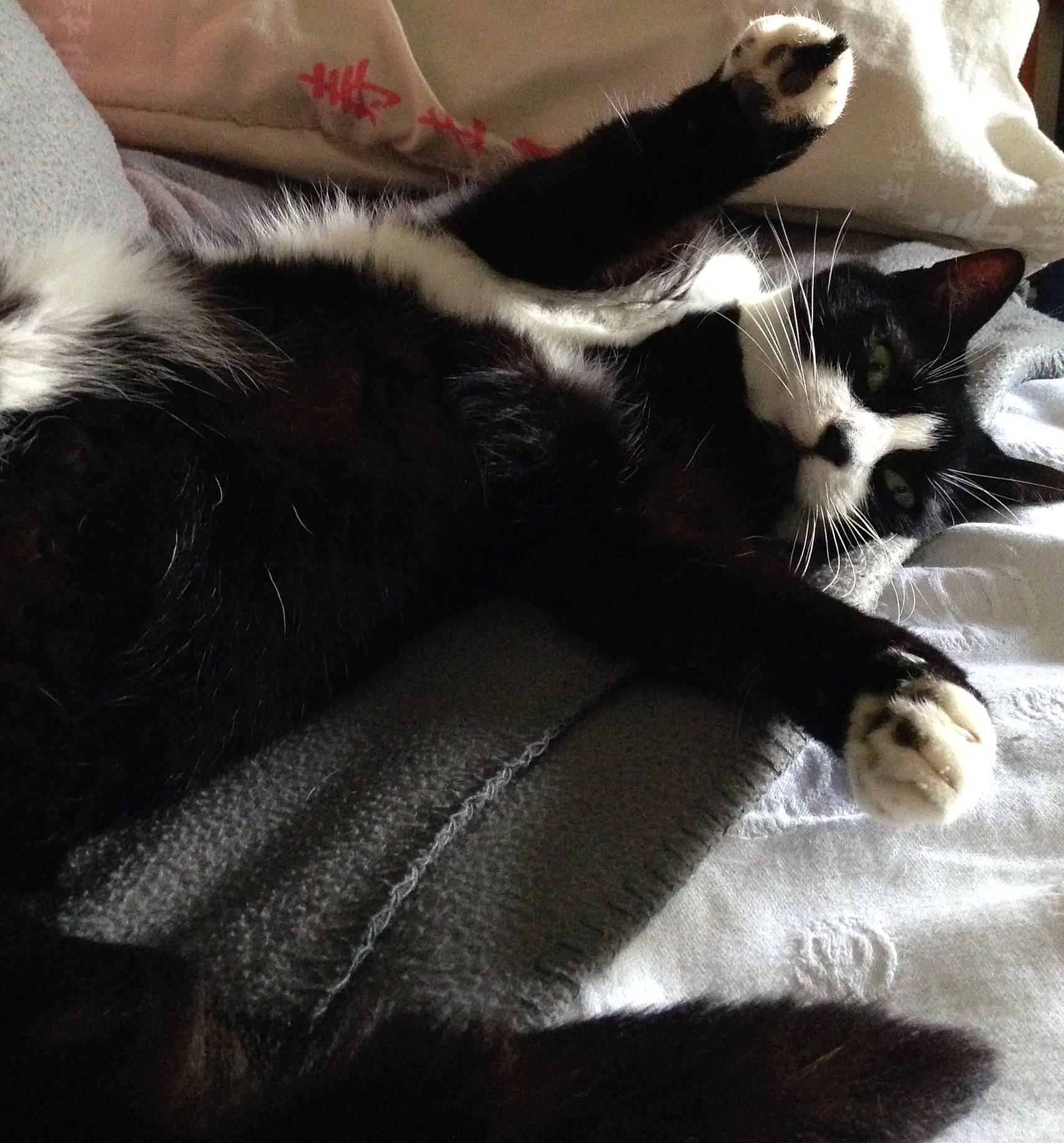 Fifi a rejoint le concours — aidez-le/la à gagner de superbes lots ! carnivore, cat, claw, cloud, comfort, domestic_short_haired_cat, felidae, foot, fur, human_leg, monochrome, monochrome_photography, nap, paw, small_to_medium_sized_cats, snout, tail, whiskers