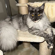 Yuna participe au concours pour gagner de l'argent avec cette photo : cat, fluffy, gray, white, long_hair, cat_tree, pet, animal, indoor, feline, yellow_eyes, relaxed, resting, paw, tail, fur, portrait, cute, domestic_cat, soft