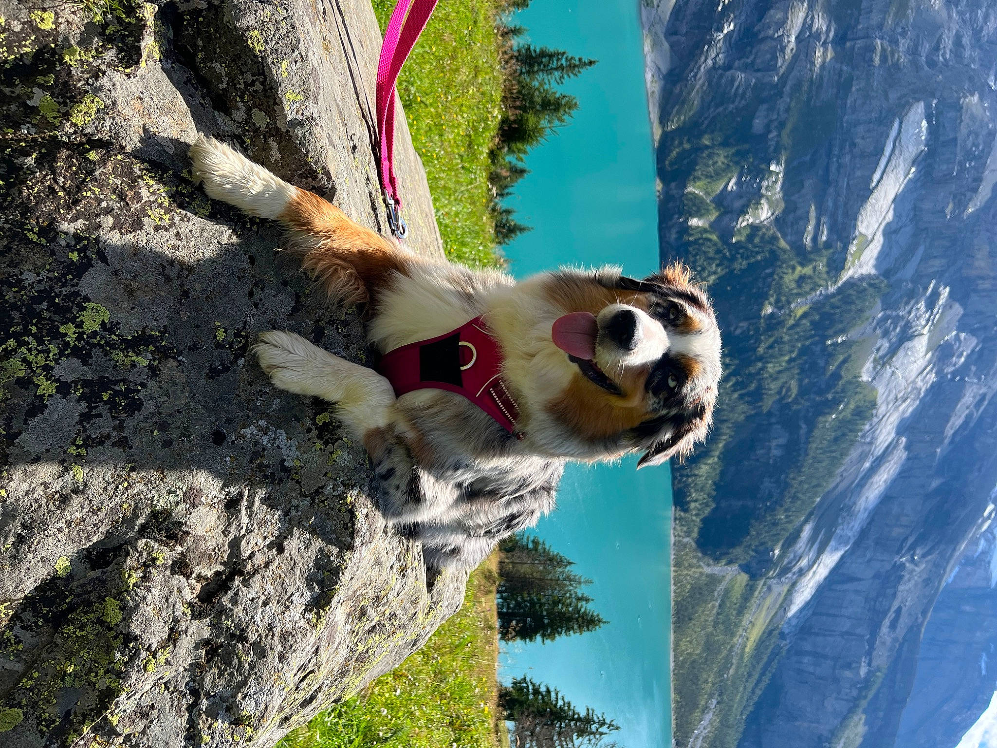 Nala a rejoint le concours — aidez-le/la à gagner de superbes lots ! adventure, dog, extreme_sport, fawn, fun, grass, happy, landscape, leisure, mountain, mountain_range, plant, recreation, rock, sky, sport_climbing, tourism, tree, trunk, wood