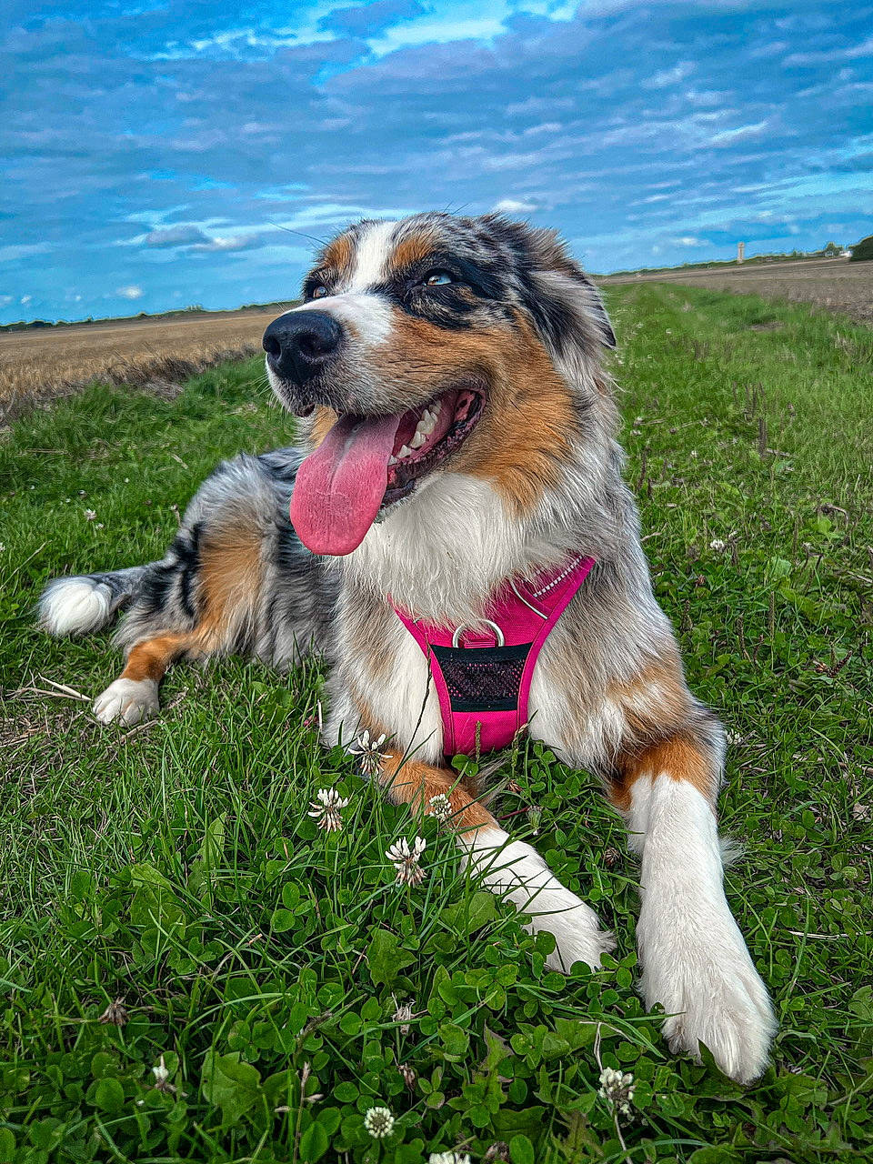 Nala participe au concours pour gagner de l'argent avec cette photo : australian_shepherd, ball, canidae, carnivore, cloud, collar, companion_dog, dog, dog_breed, flower, giant_dog_breed, grass, happy, landscape, plant, sky, snout, sporting_group, water, working_dog