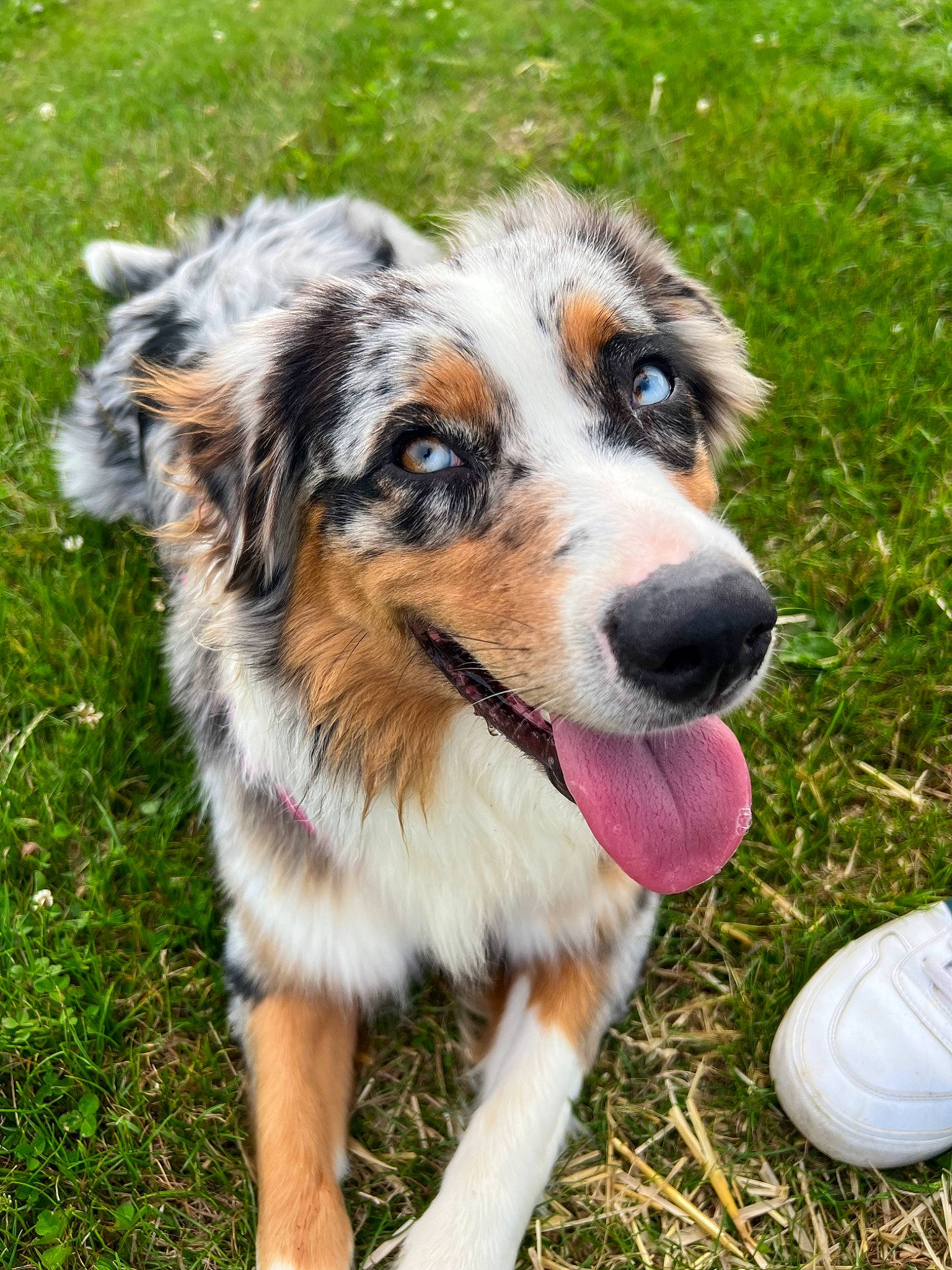 Nala participe au concours pour gagner de l'argent avec cette photo : art, australian_shepherd, ball, carnivore, companion_dog, dog, dog_breed, eye, grass, herding_dog, plant, snout, sporting_group, terrestrial_animal, whiskers, working_dog