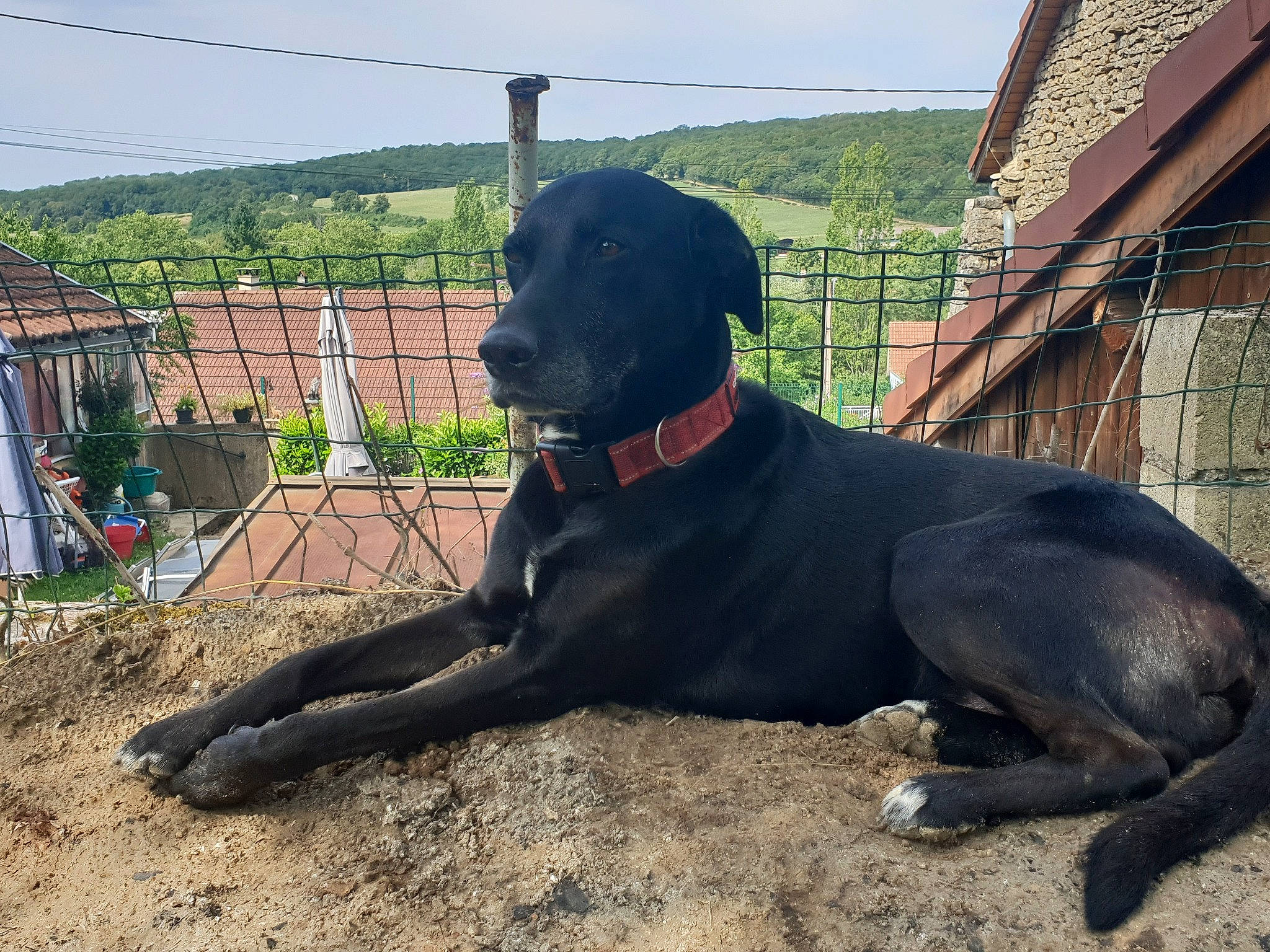 Dark a rejoint le concours — aidez-le/la à gagner de superbes lots ! borador, canidae, carnivore, collar, companion_dog, dog, dog_breed, dog_collar, fawn, grass, gun_dog, pet_supply, plant, sky, snout, sporting_group, tail, terrestrial_animal, tree, working_animal