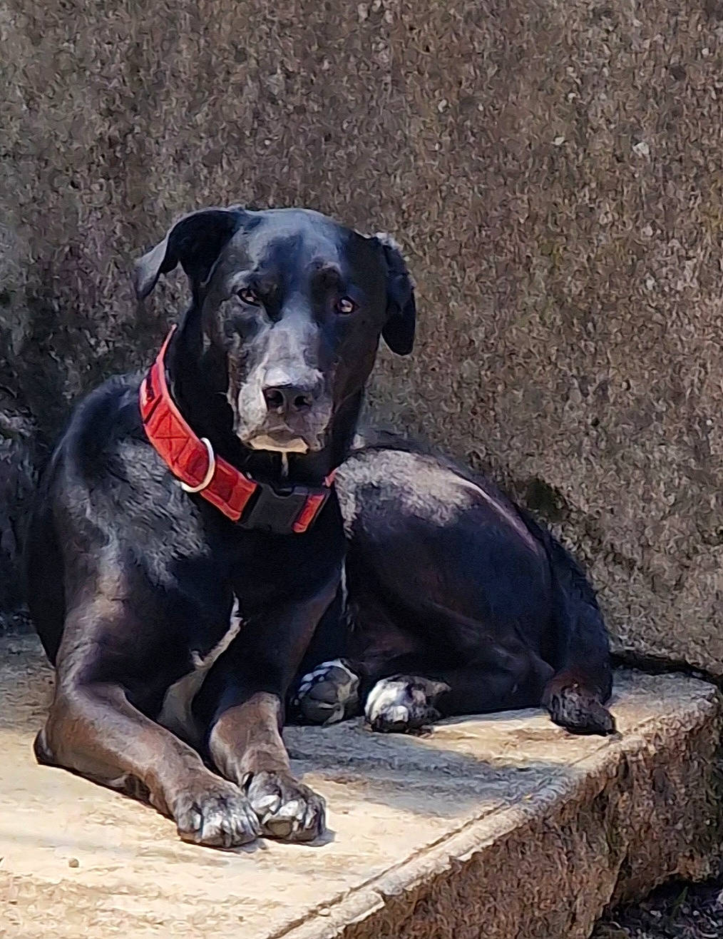 Dark participe au concours pour gagner de l'argent avec cette photo : borador, canidae, carnivore, collar, companion_dog, dog, dog_breed, dog_collar, guard_dog, gun_dog, hunting_dog, molosser, puppy, retriever, snout, sporting_group, tail, terrestrial_animal, working_animal, working_dog