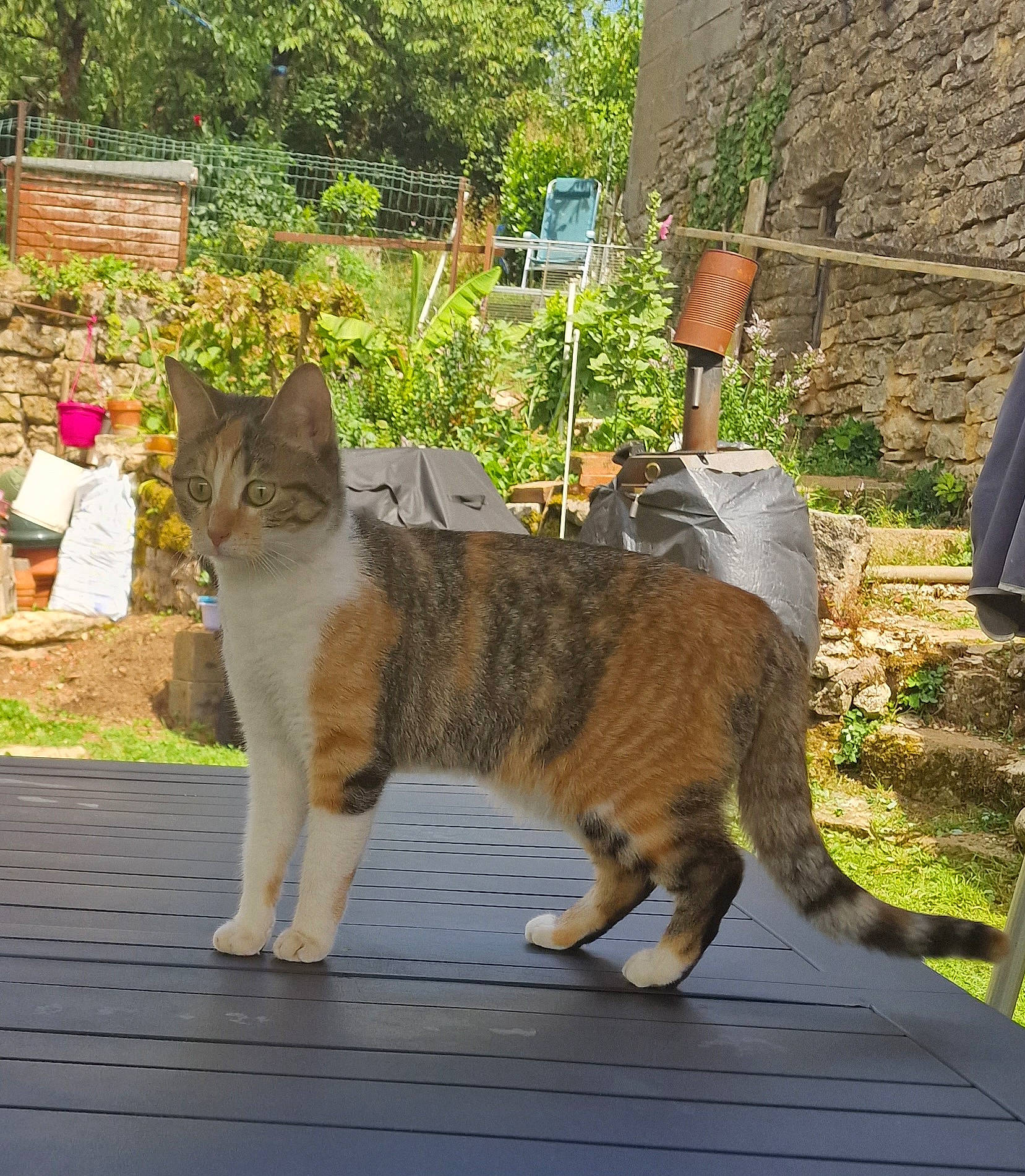 Foxy a rejoint le concours — aidez-le/la à gagner de superbes lots ! carnivore, cat, claw, domestic_short_haired_cat, eye, fawn, felidae, fur, grass, plant, road_surface, sitting, small_to_medium_sized_cats, snout, tail, terrestrial_animal, tree, whiskers, wildlife, wood