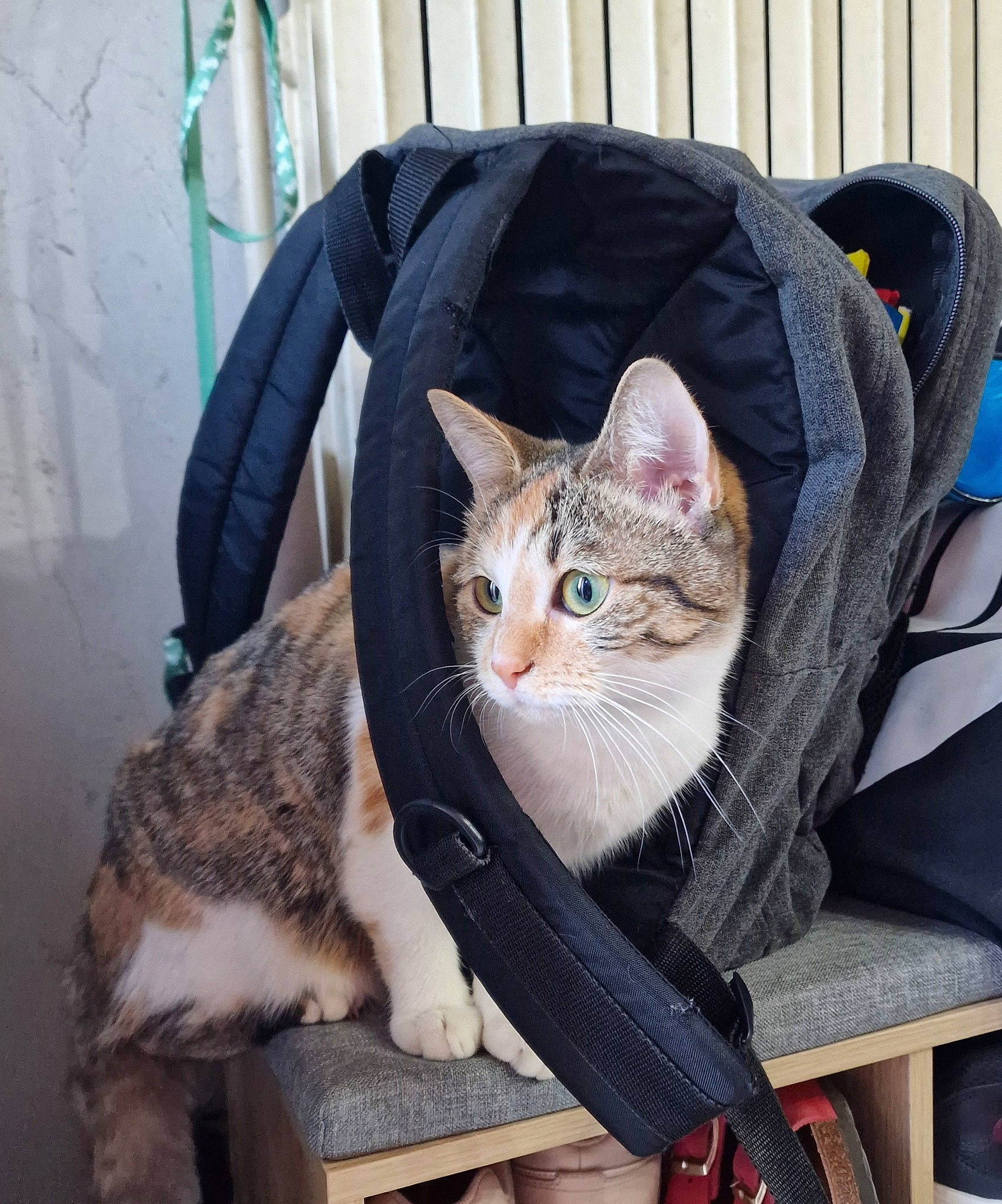 Foxy a rejoint le concours — aidez-le/la à gagner de superbes lots ! bag, carnivore, cat, cat_supply, comfort, couch, domestic_short_haired_cat, fashion_accessory, fawn, felidae, fur, grey, lap, sitting, small_to_medium_sized_cats, snout, tail, tree, whiskers, window