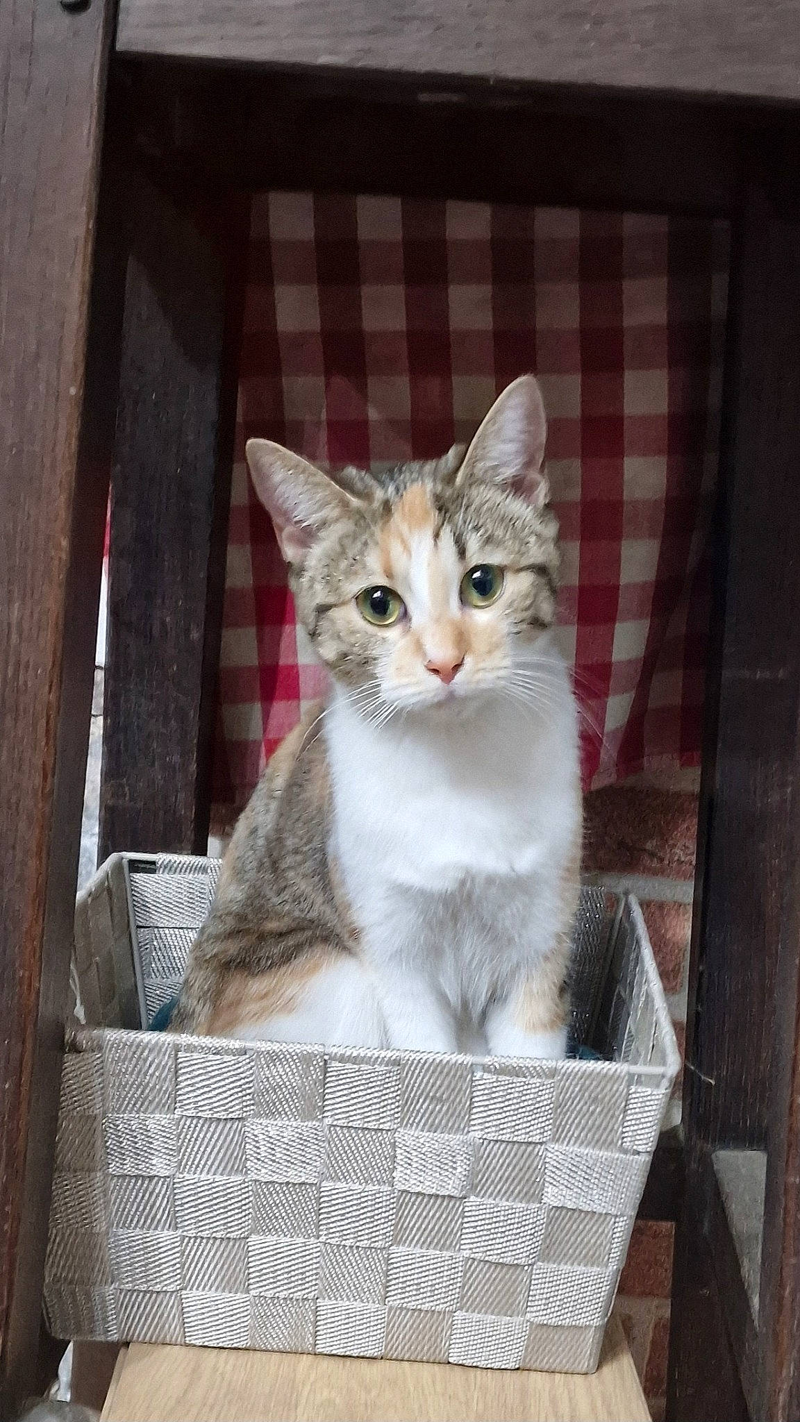 Foxy participe au concours pour gagner de l'argent avec cette photo : basket, box, carnivore, cat, cat_furniture, cat_supply, domestic_short_haired_cat, door, fawn, felidae, fur, mesh, paw, pet_supply, photo_caption, small_to_medium_sized_cats, snout, whiskers, window, wood