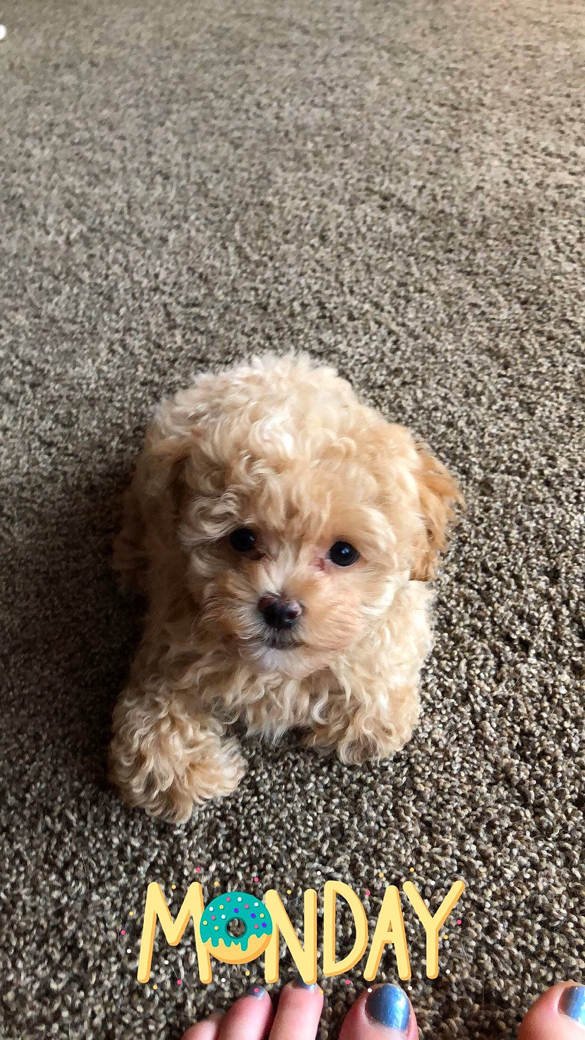 Buddy is registered to the contest to win money with this photo: canidae, carnivore, companion_dog, dog, dog_breed, dog_supply, fur, liver, poodle, poodle_crossbreed, puppy_love, shih_poo, small_terrier, snout, soil, sporting_group, terrier, toy_dog, water_dog, yorkipoo