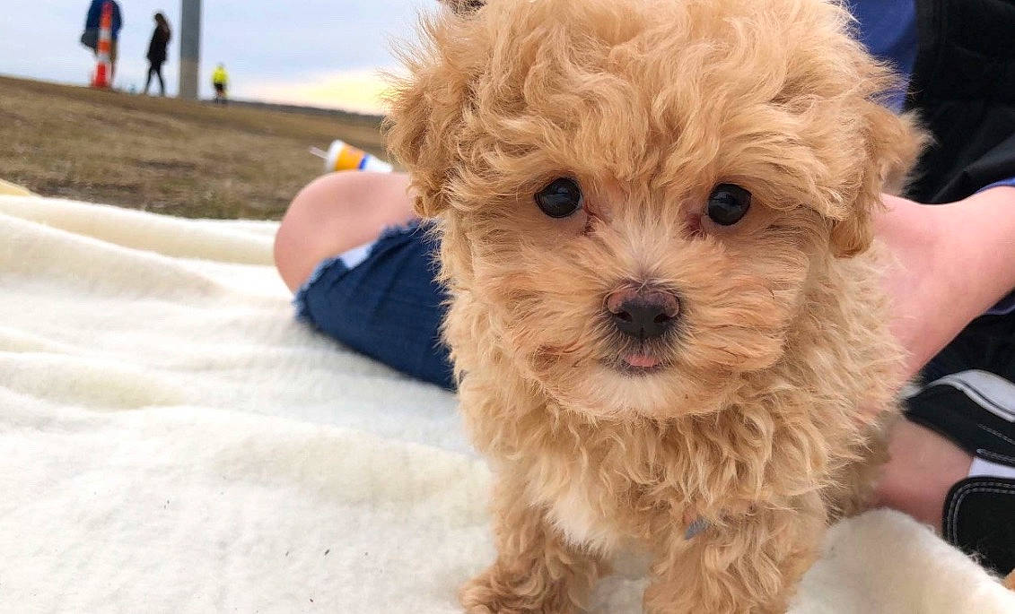 Buddy joined the competition — help win amazing prizes! canidae, carnivore, companion_dog, dog, dog_breed, dog_clothes, fur, maltepoo, non_sporting_group, poodle, poodle_crossbreed, puppy_love, shih_poo, sky, small_terrier, snout, sporting_group, terrier, toy_dog, yorkipoo