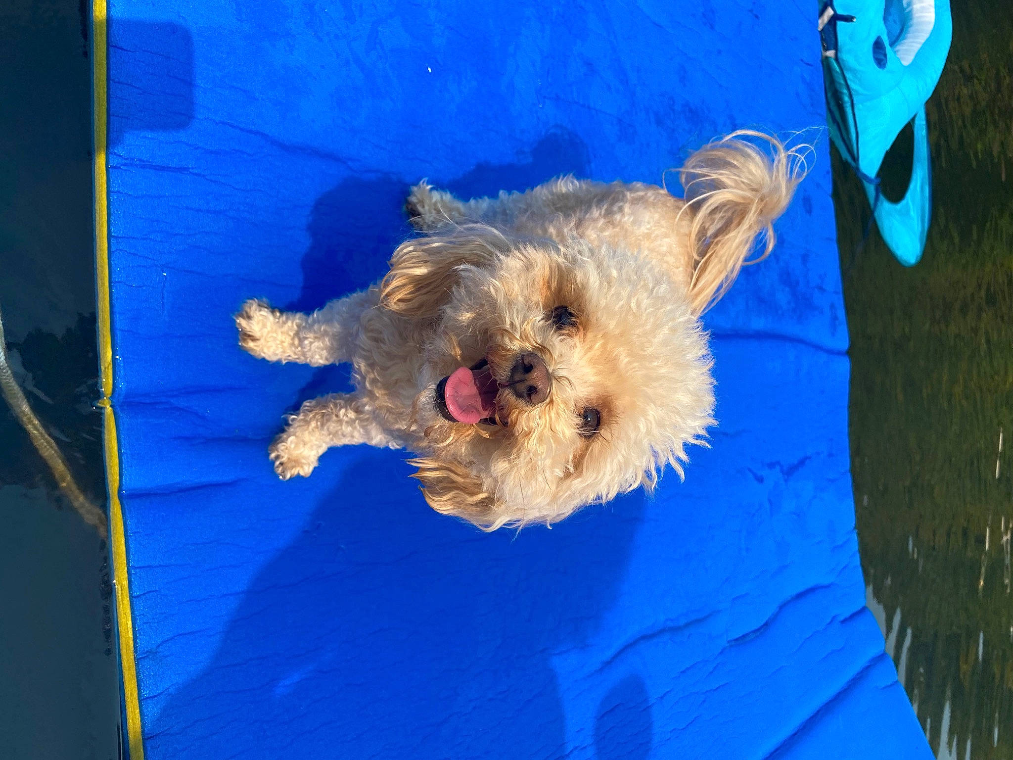 Buddy joined the competition — help win amazing prizes! airedale_terrier, azure, blue, carnivore, companion_dog, dog, dog_breed, dog_clothes, electric_blue, event, fawn, fur, lakeland_terrier, small_terrier, snout, sporting_group, terrier, toy_dog, welsh_terrier, wire_hair_fox_terrier