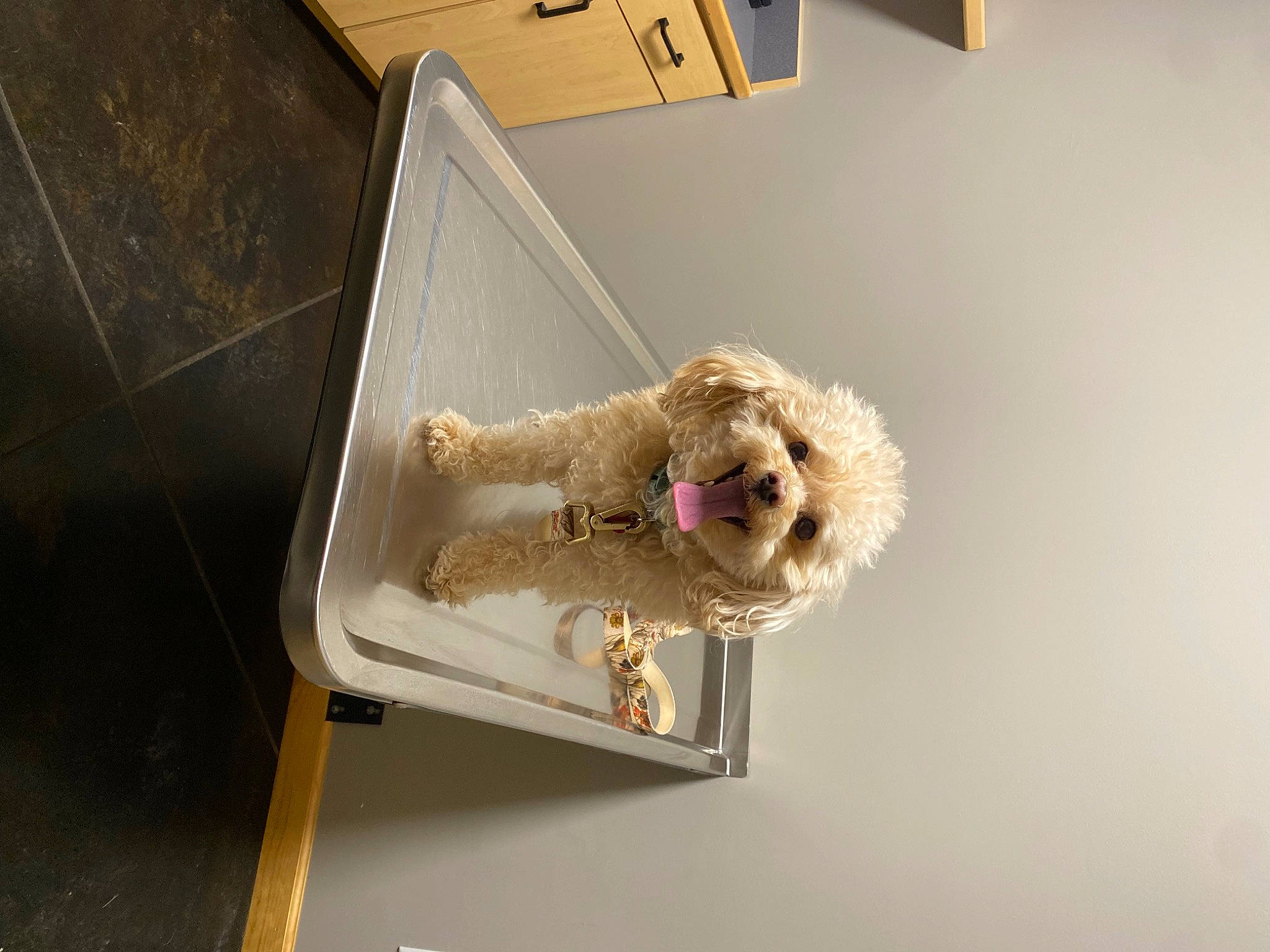 Buddy joined the competition — help win amazing prizes! art, carnivore, companion_dog, display_case, dog, dog_breed, fawn, metal, rectangle, room, shelf, shelving, shipping_box, sporting_group, teddy_bear, toy, toy_dog, water_dog, wood, working_animal