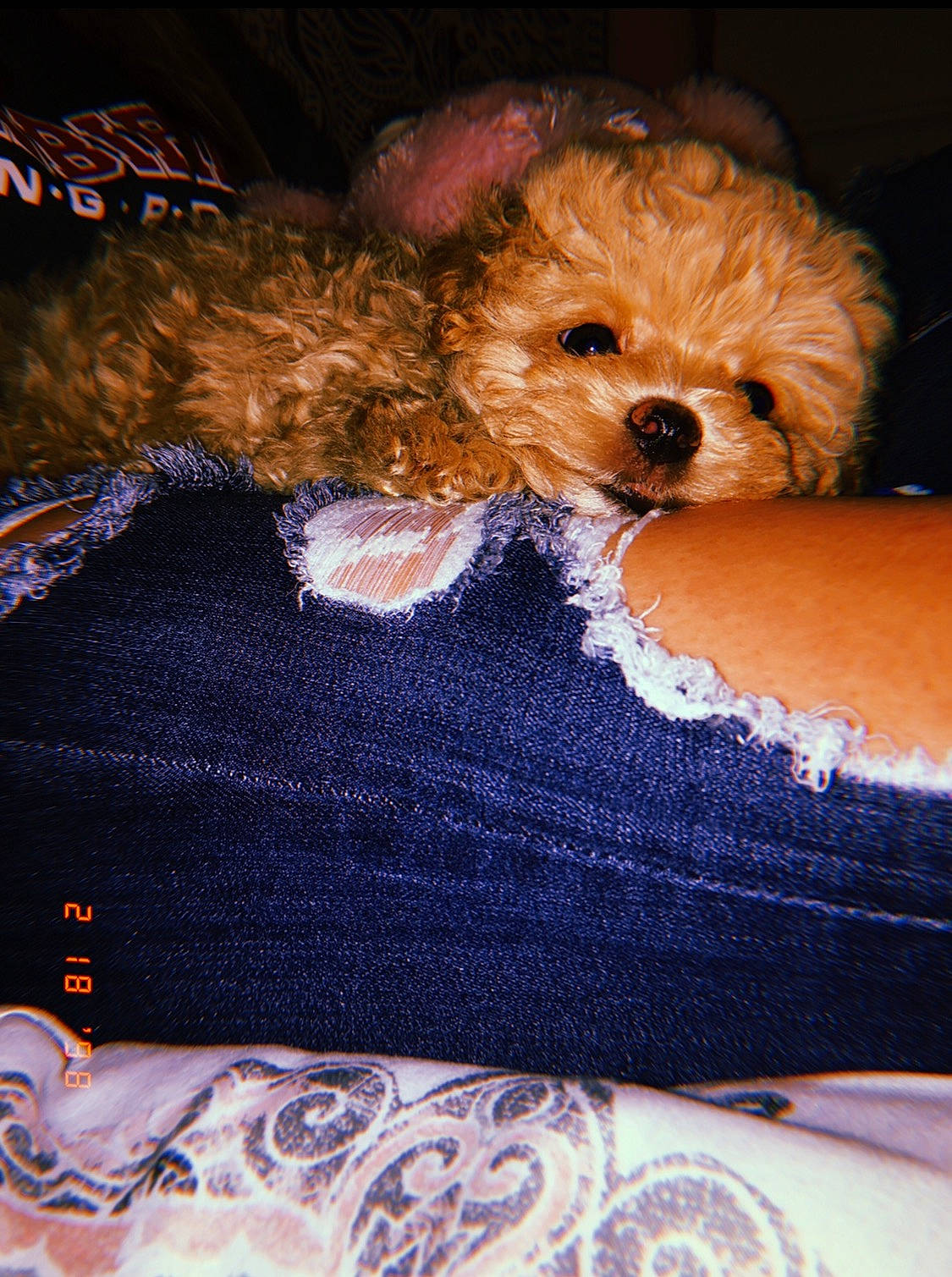 Buddy is registered to the contest to win money with this photo: brown, canidae, carnivore, comfort, companion_dog, dog, dog_breed, dog_clothes, dog_supply, fawn, fur, linens, puppy_love, small_terrier, snout, sporting_group, stuffed_toy, terrier, toy, toy_dog