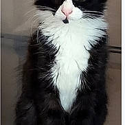 Bouillotte a rejoint le concours — aidez-le/la à gagner de superbes lots ! cat, tuxedo_cat, pet, animal, feline, black_and_white, sitting, wide_eyes, fluffy, whiskers, paws, indoors, perch, curious, portrait, fur, domestic_animal, looking, pet_furniture, cute