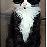 cat, tuxedo_cat, pet, animal, feline, black_and_white, sitting, wide_eyes, fluffy, whiskers, paws, indoors, perch, curious, portrait, fur, domestic_animal, looking, pet_furniture, cute