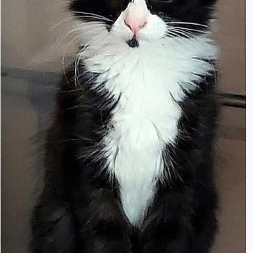 Bouillotte a rejoint le concours — aidez-le/la à gagner de superbes lots ! cat, tuxedo_cat, pet, animal, feline, black_and_white, sitting, wide_eyes, fluffy, whiskers, paws, indoors, perch, curious, portrait, fur, domestic_animal, looking, pet_furniture, cute