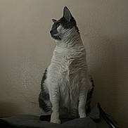 Layla joined the competition — help win amazing prizes! animal, black_and_white, calm, cat, domestic, ears, feline, fur, indoor, looking_away, pet, quiet, resting, shadow, side_view, sitting, soft_light, texture, wall, whiskers