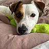 dog, pet, brown_patch, white_fur, bed, blanket, plush_toy, green_toy, resting, indoor, closeup, cute, animal, canine, soft_texture, relaxed, looking_at_camera, cozy, sleepy, domestic