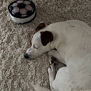 Scotty participe au concours pour gagner de l'argent avec cette photo : dog, white_dog, sleeping, carpet, indoor, pet, brown_ears, curled_up, fluffy_carpet, toy, soccer_ball, resting, cozy, animal, floor, quiet, relaxing, home, cute, companion