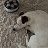 dog, white_dog, sleeping, carpet, indoor, pet, brown_ears, curled_up, fluffy_carpet, toy, soccer_ball, resting, cozy, animal, floor, quiet, relaxing, home, cute, companion