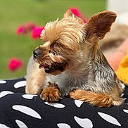 Orphée participe au concours pour gagner de l'argent avec cette photo : animal, black_and_white, close_up, cute, daytime, dog, flower, fur, grass, nature, outdoor, pet, pink_flower, polka_dot, relaxed, resting, small_dog, sunlight, tongue_out, yorkshire_terrier