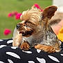 animal, black_and_white, close_up, cute, daytime, dog, flower, fur, grass, nature, outdoor, pet, pink_flower, polka_dot, relaxed, resting, small_dog, sunlight, tongue_out, yorkshire_terrier