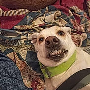 Luna joined the competition — help win amazing prizes! dog, pet, quilt, blanket, indoor, close_up, canine, smile, teeth, collar, funny_face, resting, fur, animal, cute, domestic_animal, expression, lying_down, colorful, texture