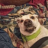 dog, pet, quilt, blanket, indoor, close_up, canine, smile, teeth, collar, funny_face, resting, fur, animal, cute, domestic_animal, expression, lying_down, colorful, texture