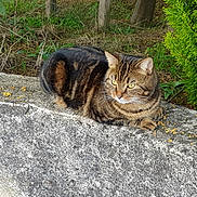 Ticha a rejoint le concours — aidez-le/la à gagner de superbes lots ! cat, tabby, animal, outdoor, stone, ledge, greenery, plant, petals, fur, whiskers, relaxed, nature, mammal, resting, wildlife, eyes, ears, daylight, texture