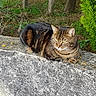 cat, tabby, animal, outdoor, stone, ledge, greenery, plant, petals, fur, whiskers, relaxed, nature, mammal, resting, wildlife, eyes, ears, daylight, texture