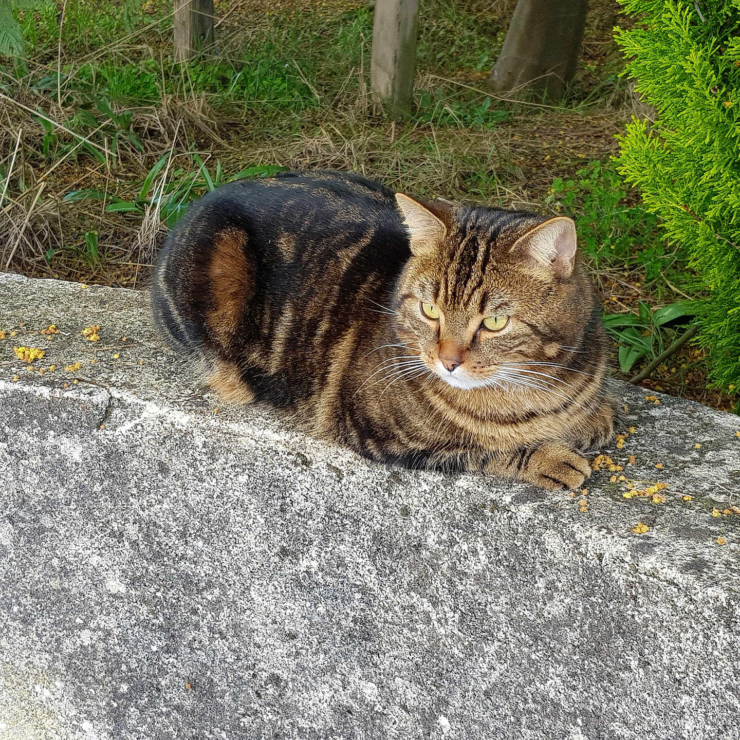 Ticha a rejoint le concours — aidez-le/la à gagner de superbes lots ! cat, tabby, animal, outdoor, stone, ledge, greenery, plant, petals, fur, whiskers, relaxed, nature, mammal, resting, wildlife, eyes, ears, daylight, texture