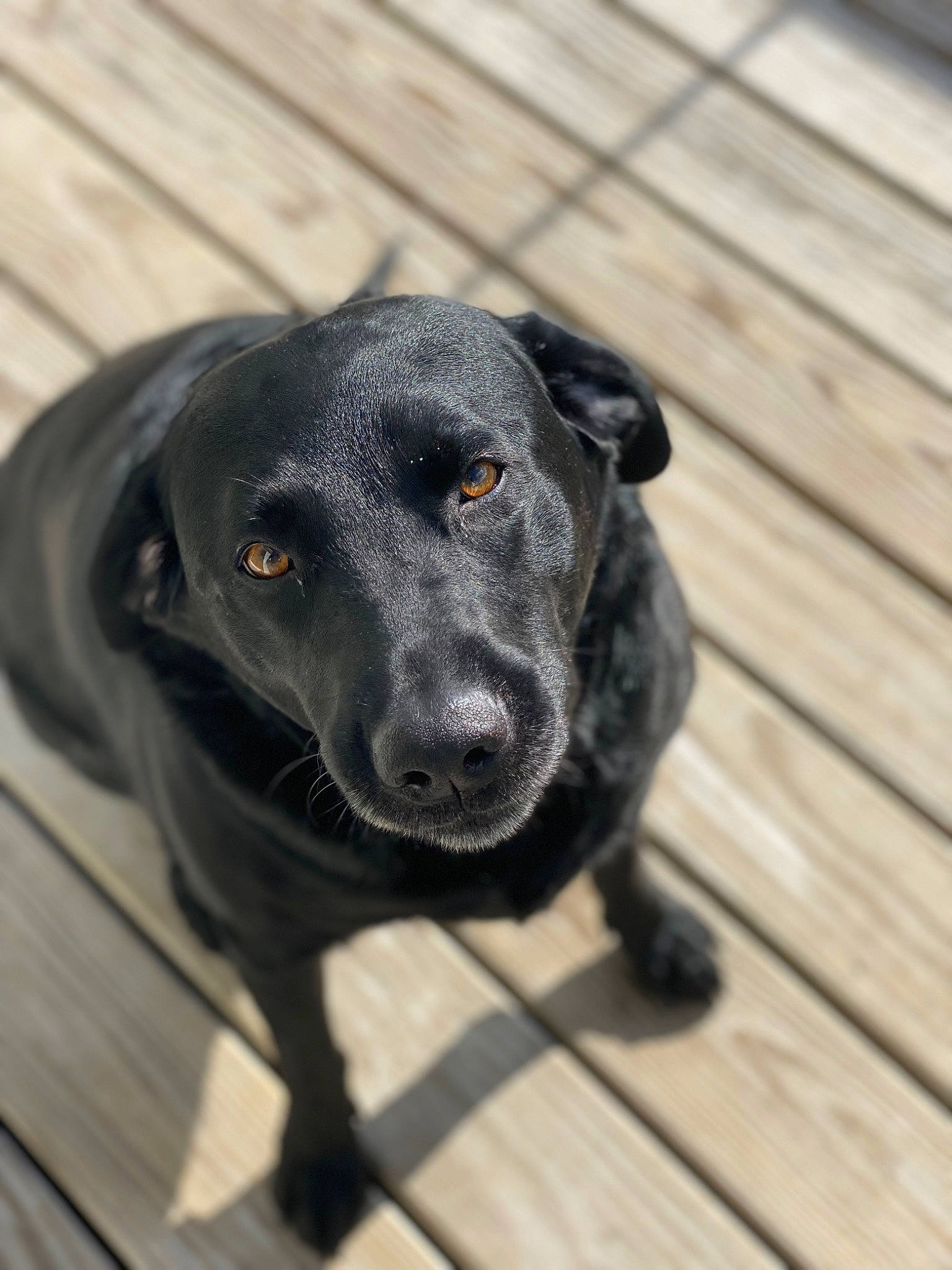 Bella is registered to the contest to win money with this photo: borador, canidae, carnivore, companion_dog, dog, dog_breed, flooring, fur, gun_dog, hardwood, plank, plant, puppy, retriever, snout, sporting_group, terrestrial_animal, whiskers, wood, working_animal