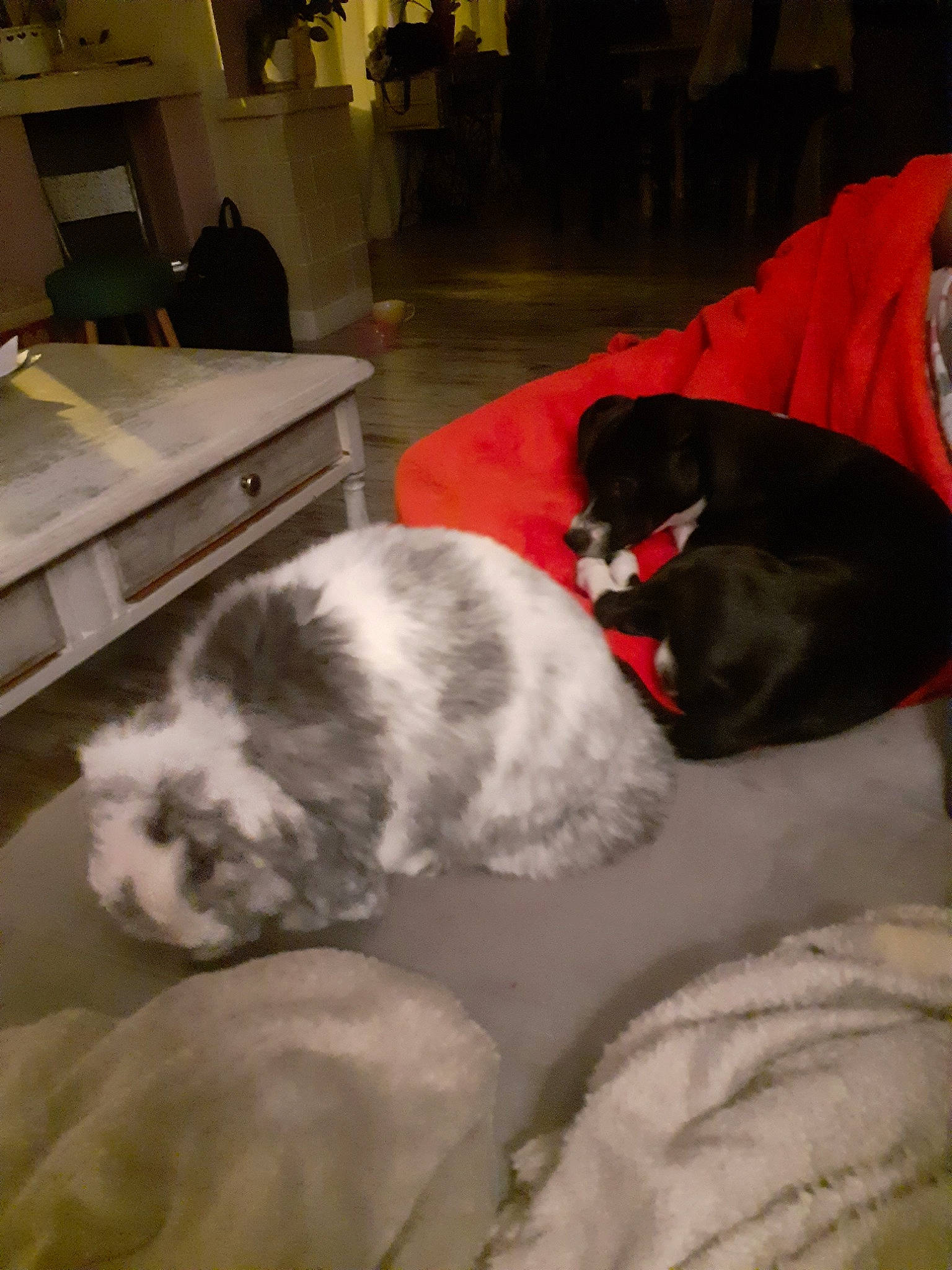 Billy participe au concours pour gagner de l'argent avec cette photo : canidae, carnivore, dog_breed, shih_tzu, sporting_group