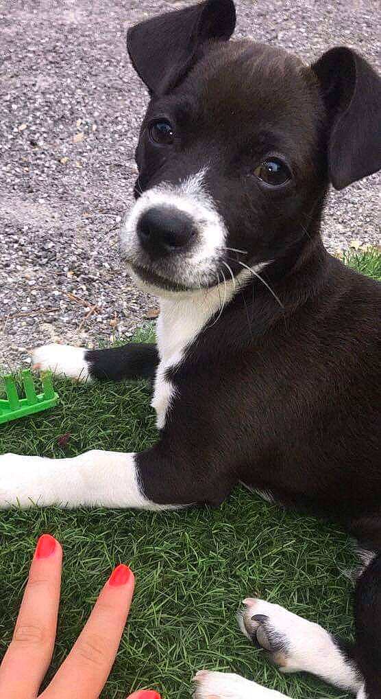 Billy a rejoint le concours — aidez-le/la à gagner de superbes lots ! borador, canidae, carnivore, companion_dog, dog, dog_breed, feist, grass, mammal, mcnab, plant, potcake_dog, puppy, smooth_fox_terrier, snout, sporting_group, treeing_feist, vertebrate